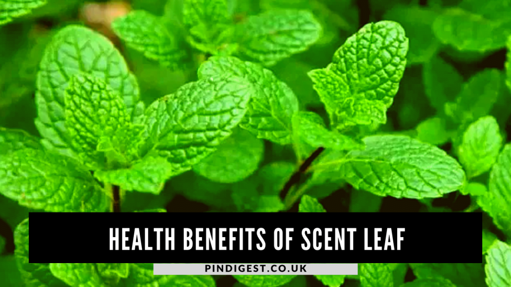 Which Scent Is Best For Health at Bobby Bartling blog