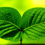 Unveiling the Hidden Power Sodom Apple Leaves and Their Remarkable Health Benefits