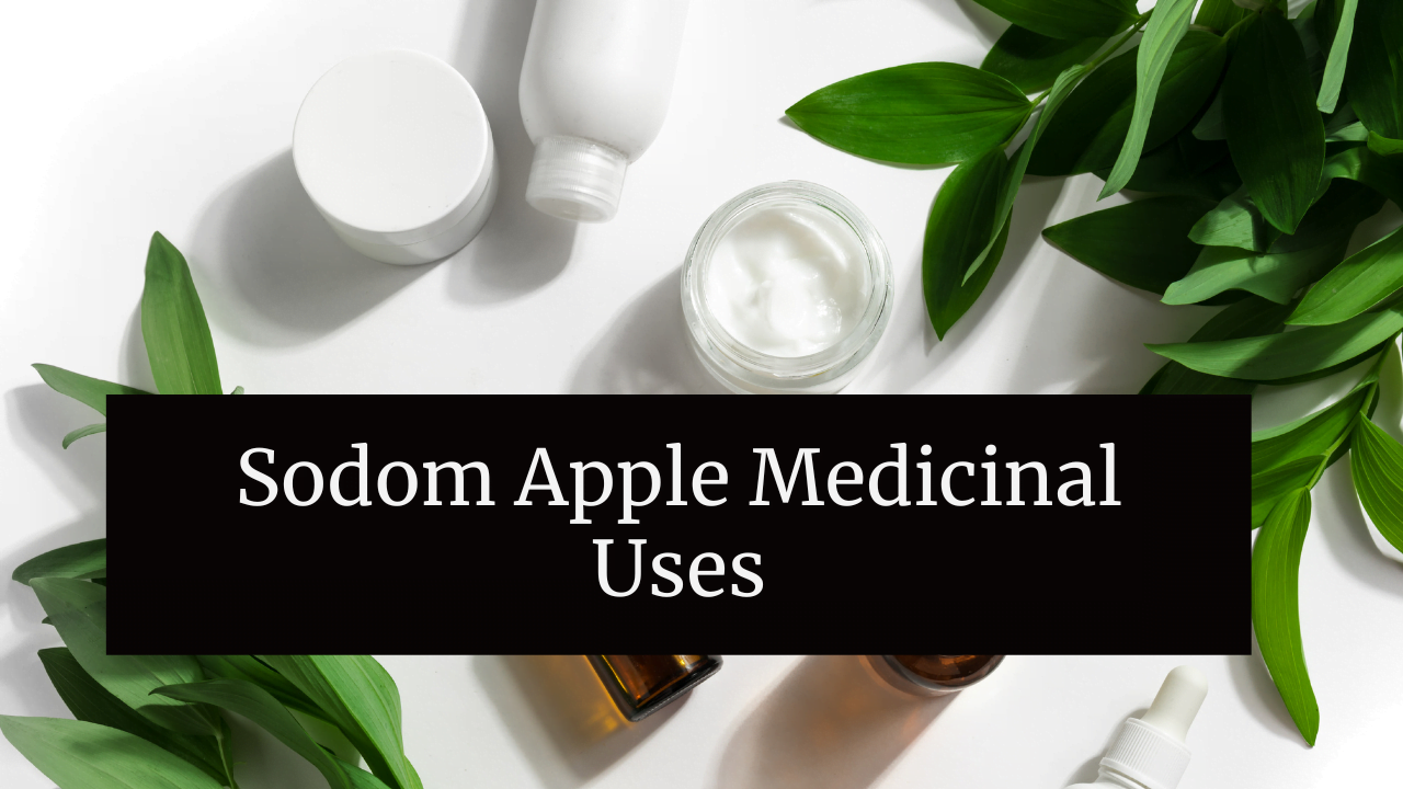 Sodom Apple Medicinal Uses